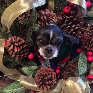 Meet your Posher, Wilson